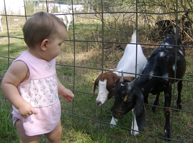 Ava and the Goats