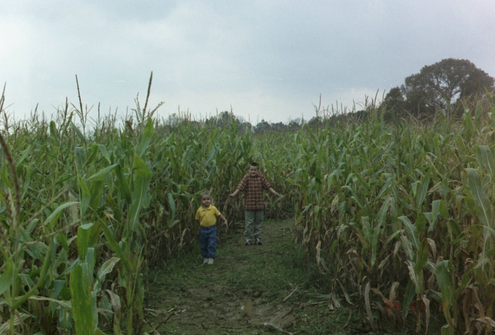 Corn Maze